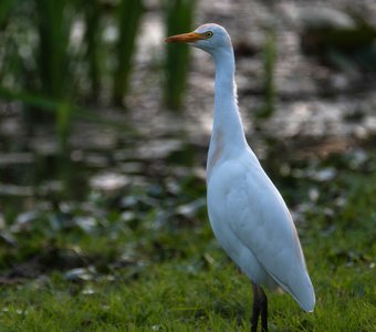 Египетская цапля
