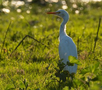 Египетская цапля