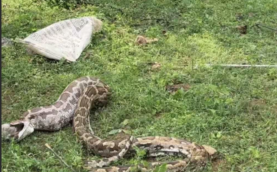 В Индии питон заглотил собаку и застрял на заборе