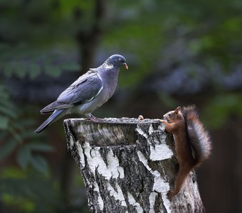 Вяхирь на страже