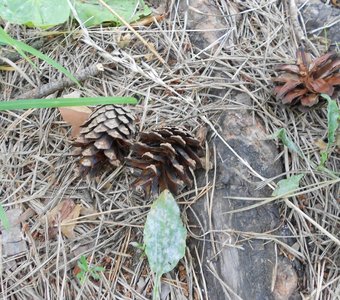 Шишки в лесу