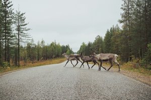 Ученые предупредили о резком сокращении числа северных оленей