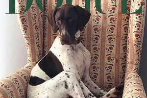 Журнал Vogue выбрал самую стильную собаку