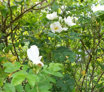 Белые цветы шиповника