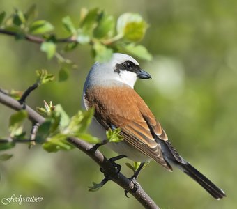 Он оглянулся посмотреть