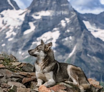 На вершинах Домбая