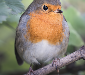 Малиновка (Erithacus rubecula)