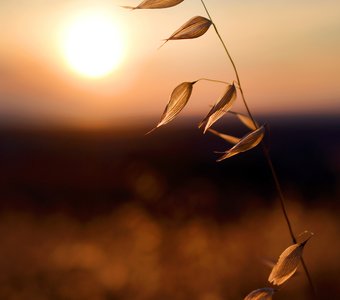 Безмятежность