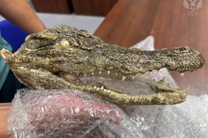 У туриста возникли проблемы на таможне из-за головы редкого крокодила
