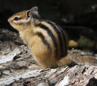 На солнышке