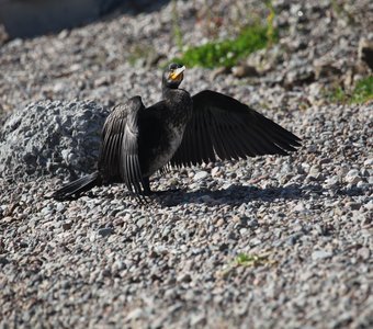 Байкальский баклан