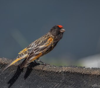 Красная шапочка