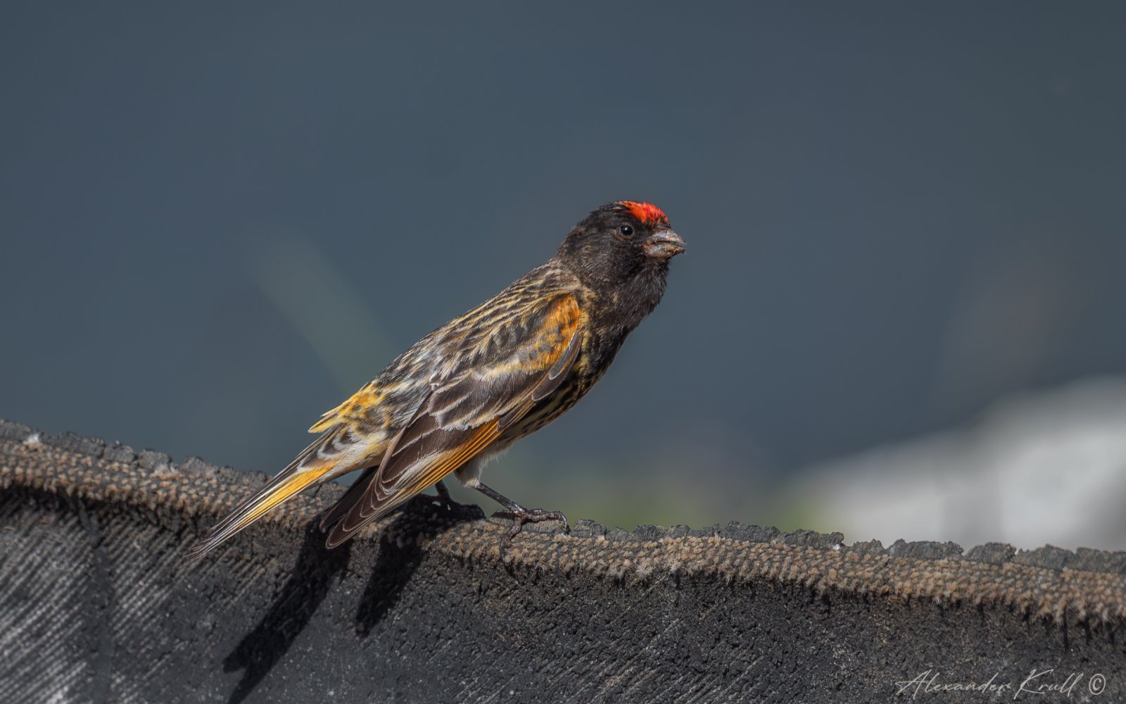 Красная шапочка