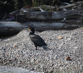 Байкальский баклан