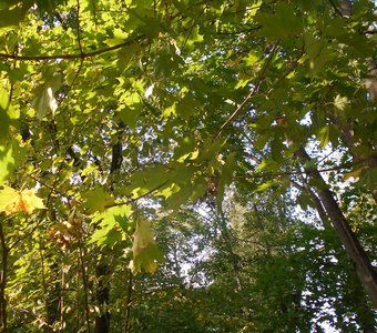 В конце лета