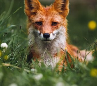 Портрет камчатского лиса