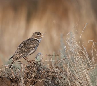 Поющий в степи.