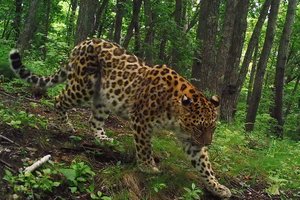 В Приморье получили снимки чудом выжившей самки редкого леопарда