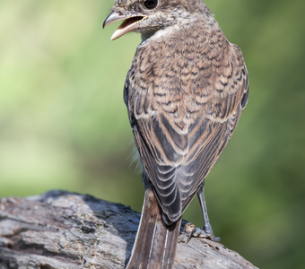 Сорокопут-жулан (Lanius collurio)