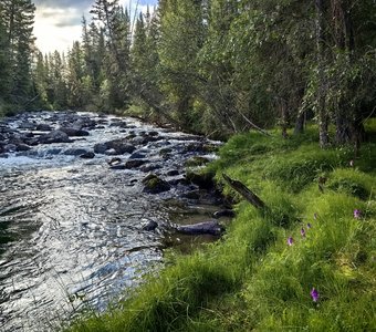 Зелёный берег