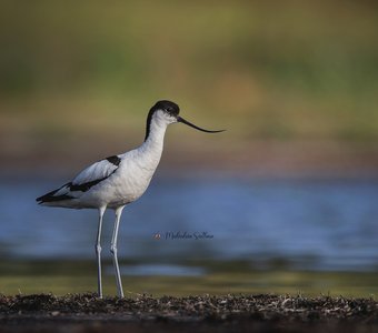 Шилоклювка.
