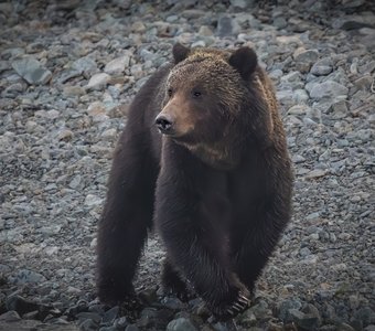 Хозяин Байкальских берегов