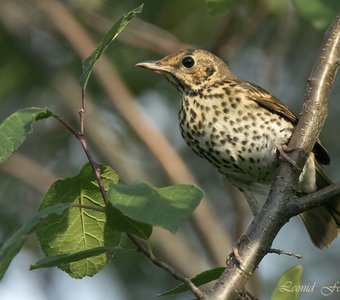 Певчий дрозд