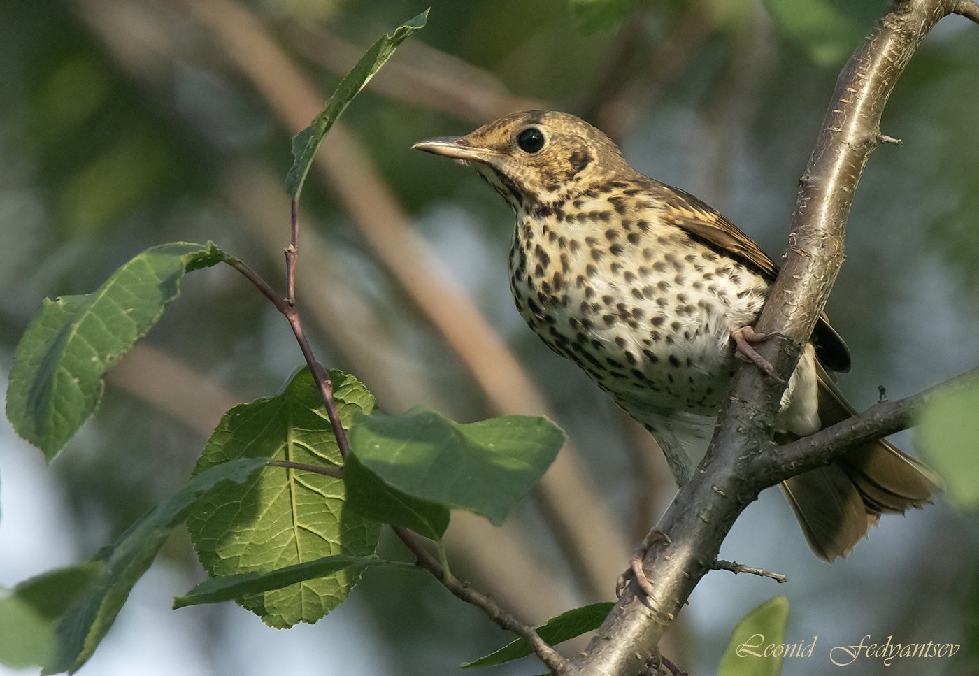 Певчий дрозд