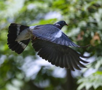 Крылья свободы