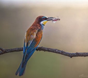 Ужин с видом на закат