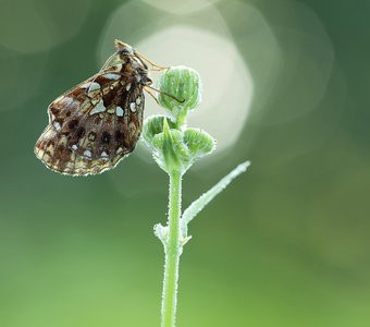 Рассветный этюд