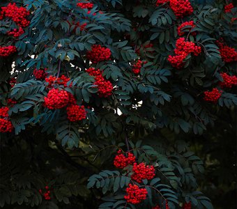 "Костры рябин"