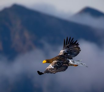 Парящий выше облаков