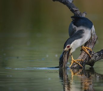 "Большому куску рот радуется".