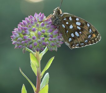 Макрорассвет