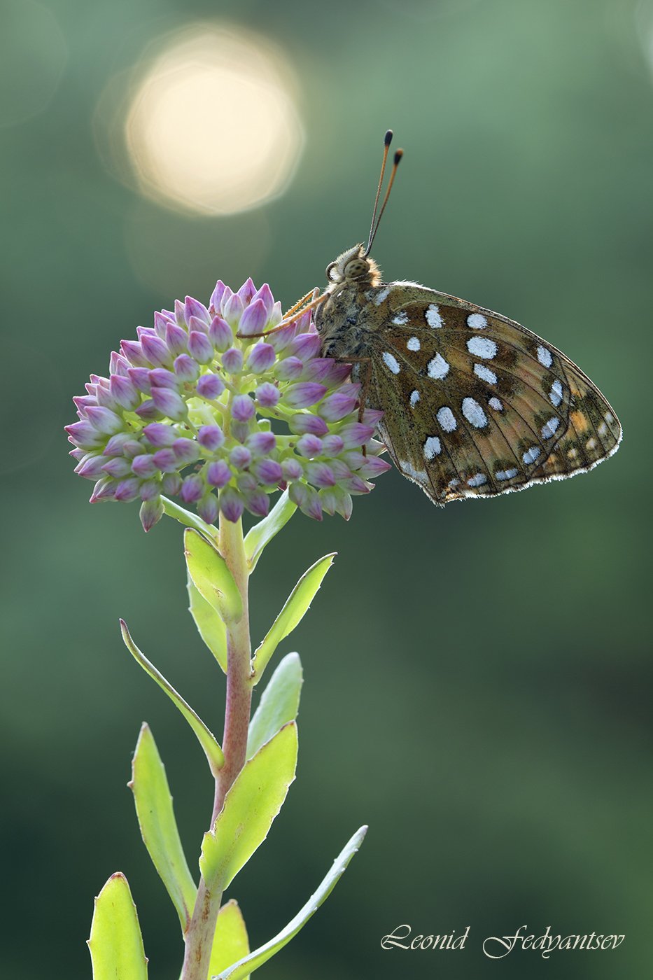 Макрорассвет