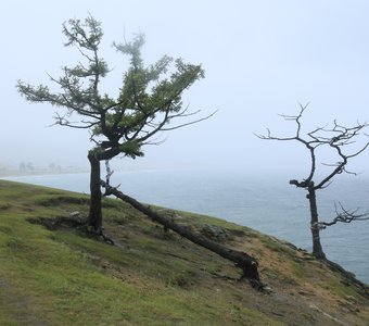 Остров Ольхон, сосна.