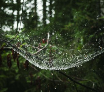 Хрустальная сеть