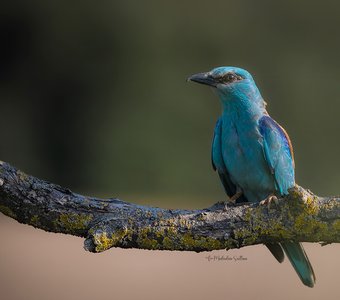 Птица счастья.