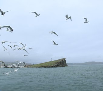 Чайки летят за паромом