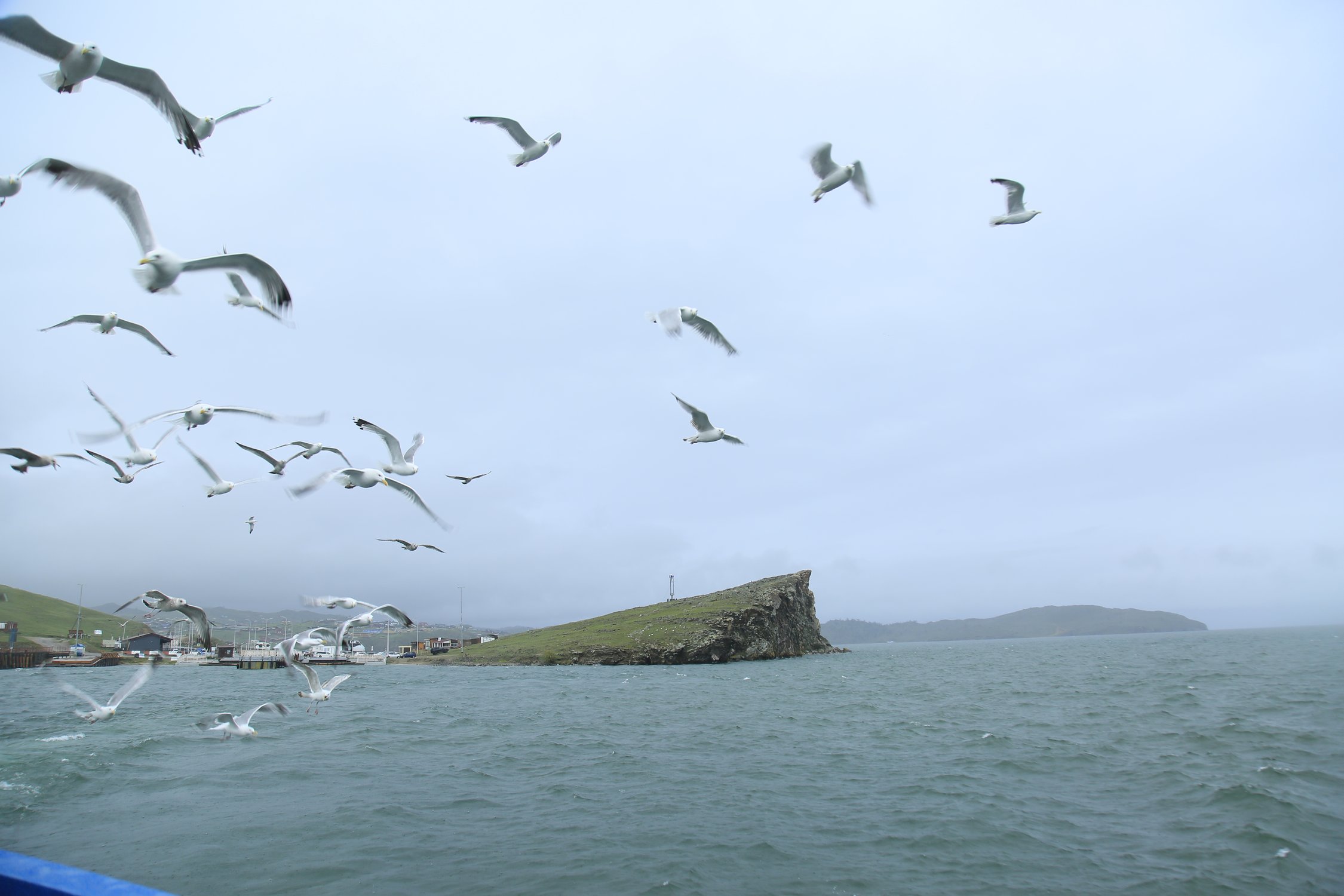 Чайки летят за паромом