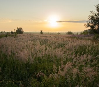 Раннее утро в степи