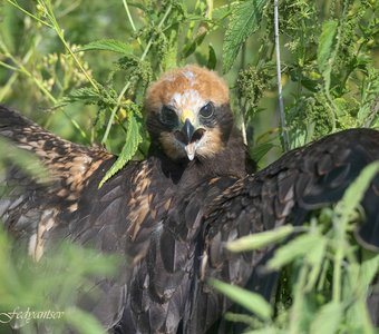 Птичье детство: кто здесь?
