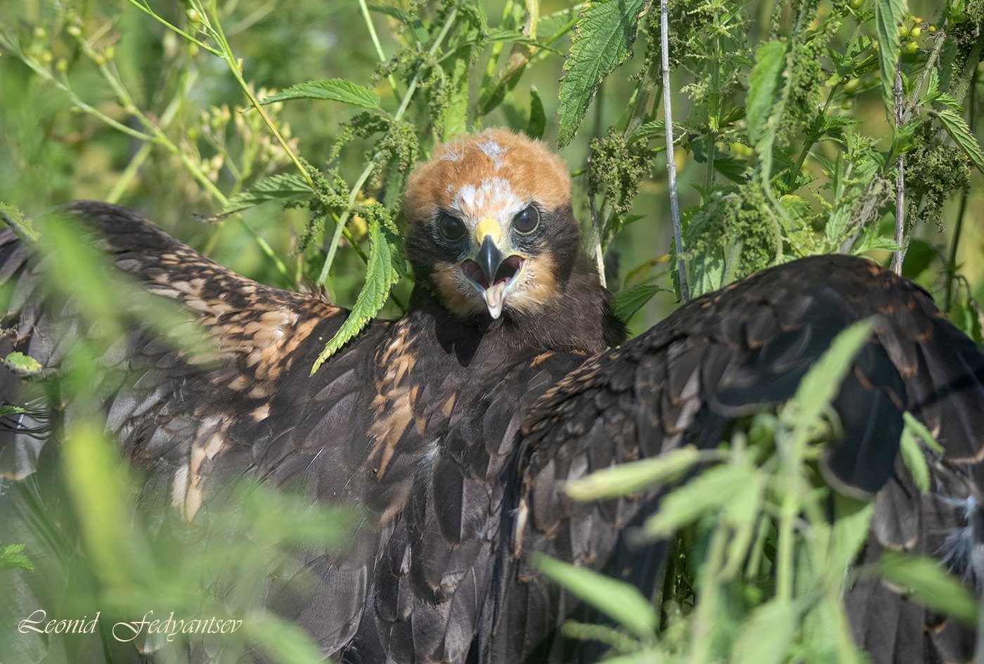 Птичье детство: кто здесь?