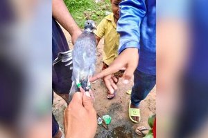 В Камбодже заявили о поимке тайского голубя-шпиона