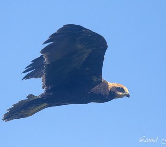 Луниха на охоте