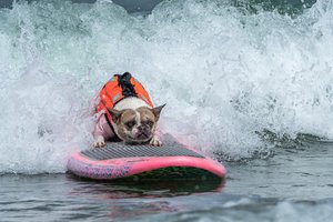 Чемпионат мира по серфингу среди собак прошел в Калифорнии
