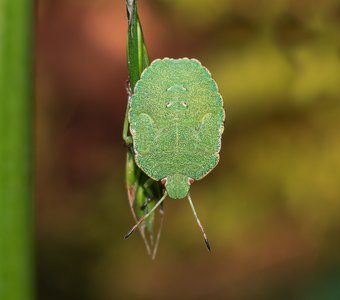 Клоп болтается на травинке