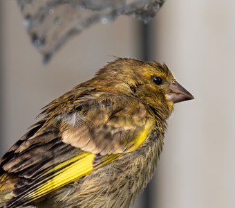 Зеленушка после дождя