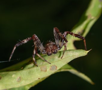 Страшно красивый портрет паук-крестовика